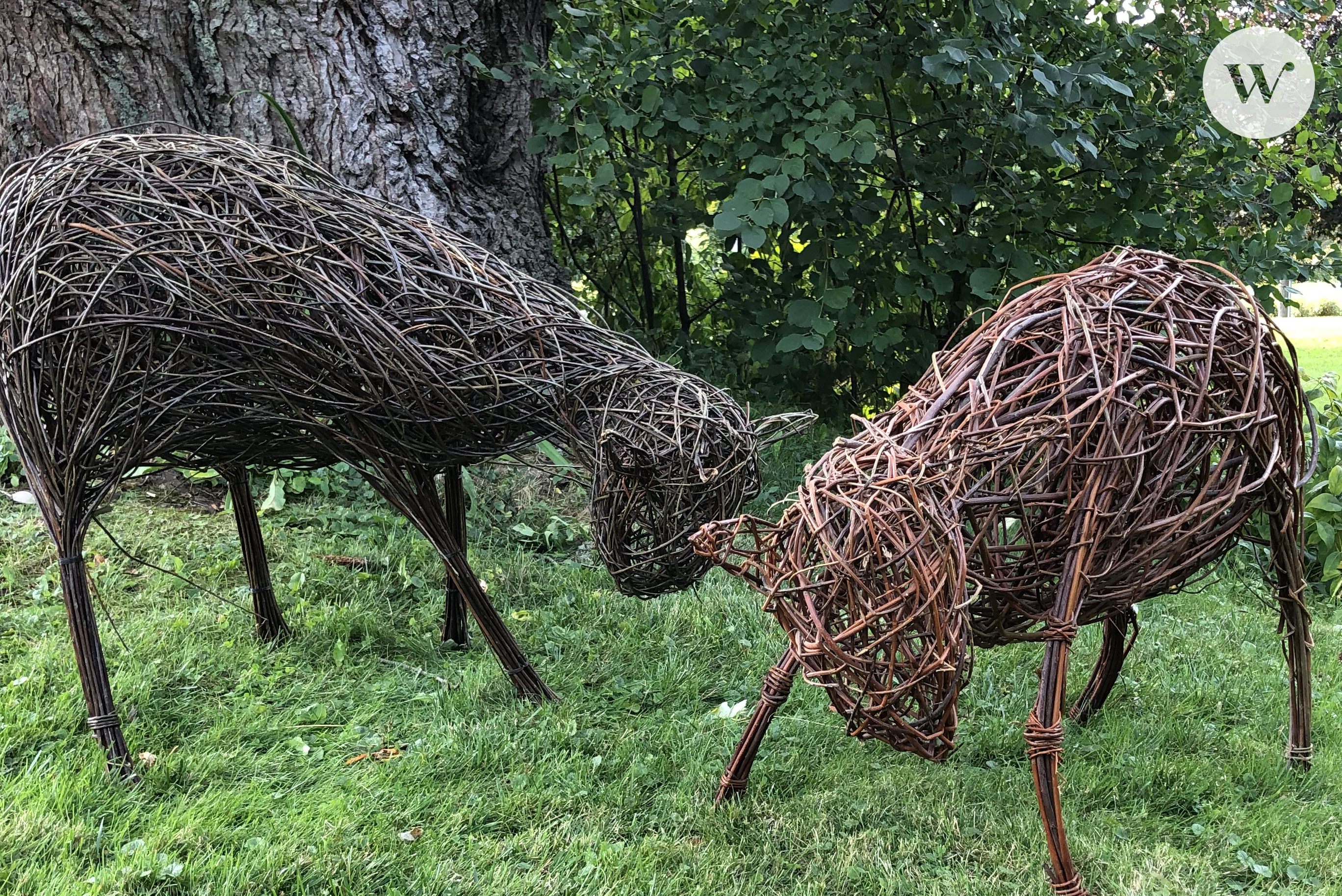 A photograph of two large deer sculptures made of willow.