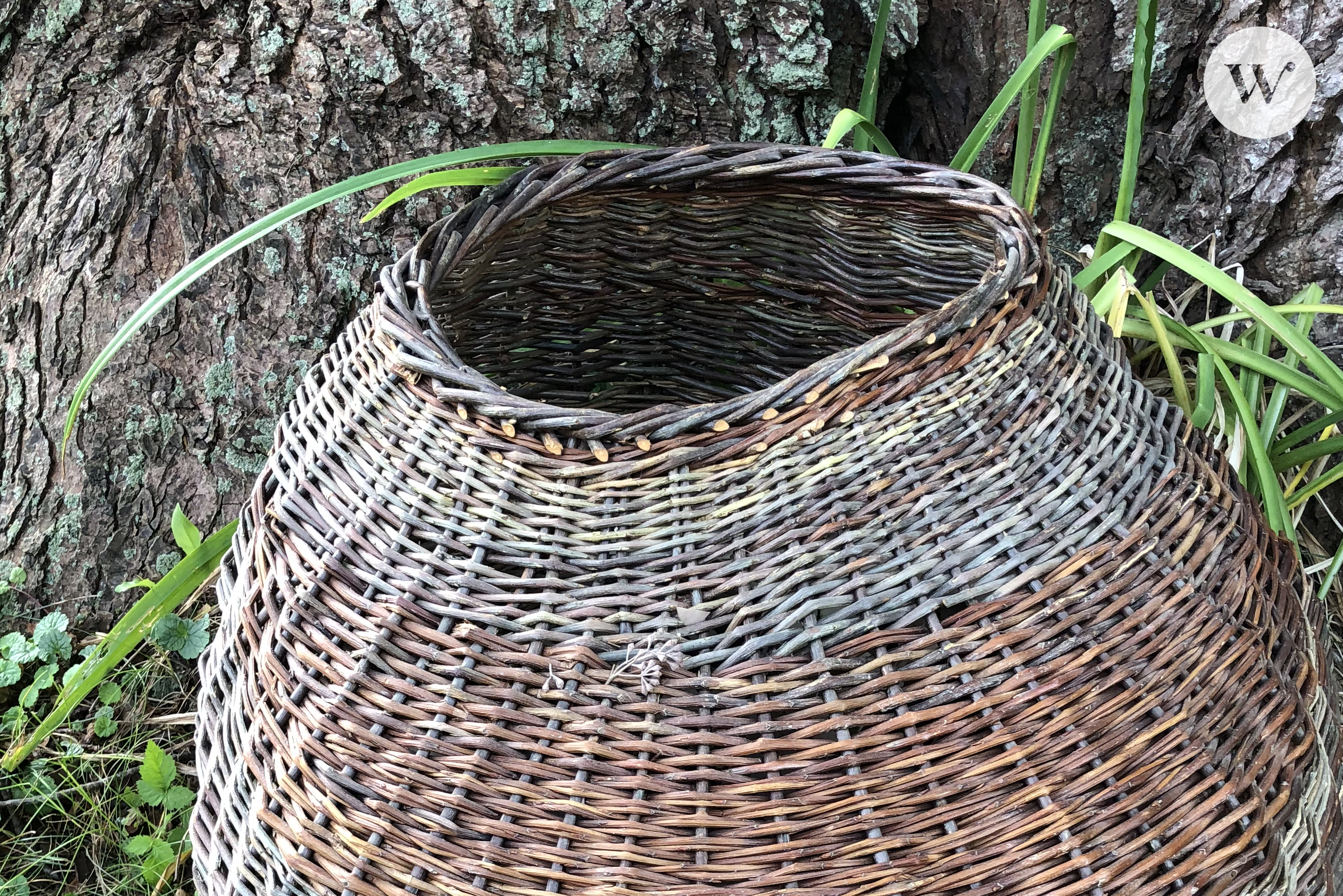 A photograph of a willow basket against a tree.