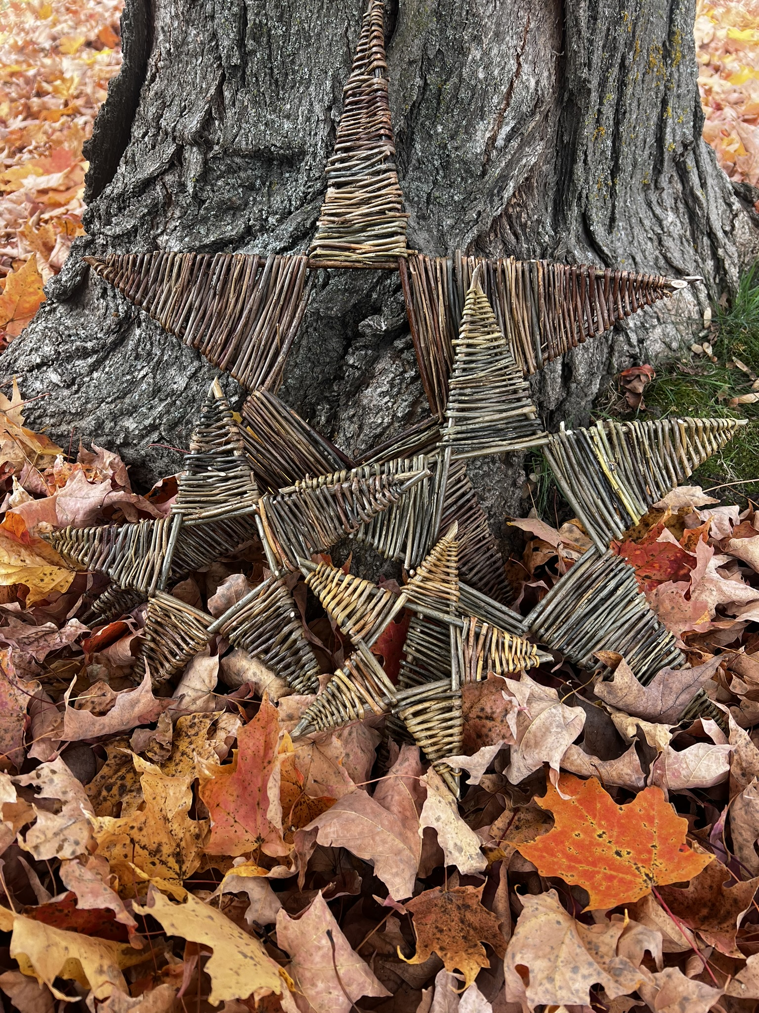 Trees and Stars - Woven Willow Thursday 12Nov26, 2:00 - 6:00pm